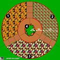 Plan d'un potager de faible encombrement ……