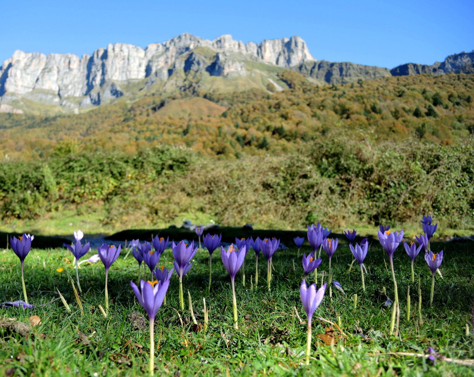 Lescun, plateau de Sanchèse, Orgues de Camplong et colchiques (64)