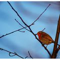 Rouge Gorge