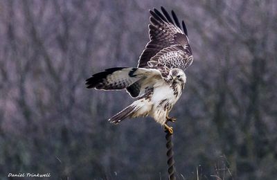 LA COMMUNE BUSE VARIABLE.