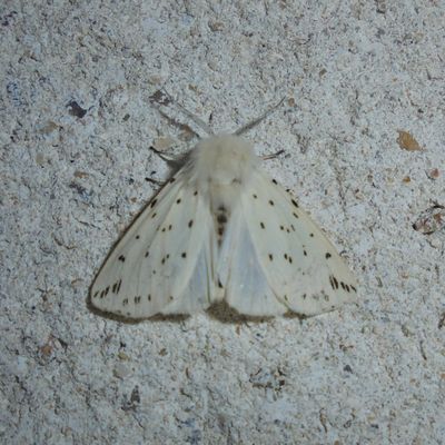 L'Écaille tigrée (Spilosoma lubricipeda)