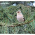 Un envol d'oiseaux