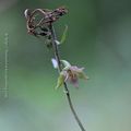 Orchidées 2018: Epipactis sp #2