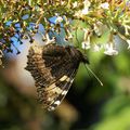 Un papillon dont je ne connais pas le nom