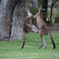 3 mois en Western Australia