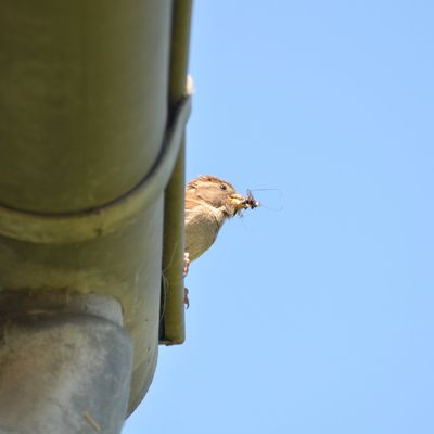 Un p'tit coup de printemps...