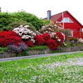 Eh oui ! c'est toujours en Norvège , dans les terres acides les rhododendrons explosent en couleurs