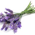 Fleurs de lavande
