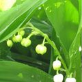 Quelques brins de muguet...