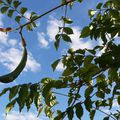 Un petit coin de ciel...# 83 - lundi 19 septembre 2016