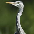 héron cendré - ardea cinerea