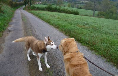 Randonnée avec deux chiens, 1er novembre 2013