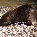 Le petit ragondin qui sort de l'eau pour aller