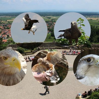 La Volerie des Aigles