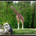 Madame la girafe