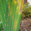 L' hétérosporiose affecte les iris de jardin