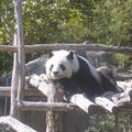 Pandi Panda au Zoo-Parc Beauval St Aignan/Cher