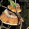 Polypore marginé