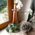 Mes Orchid&eacute;es............