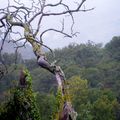 Photo"arbre automnal"