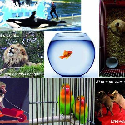 Un animal n'est pas une distraction !