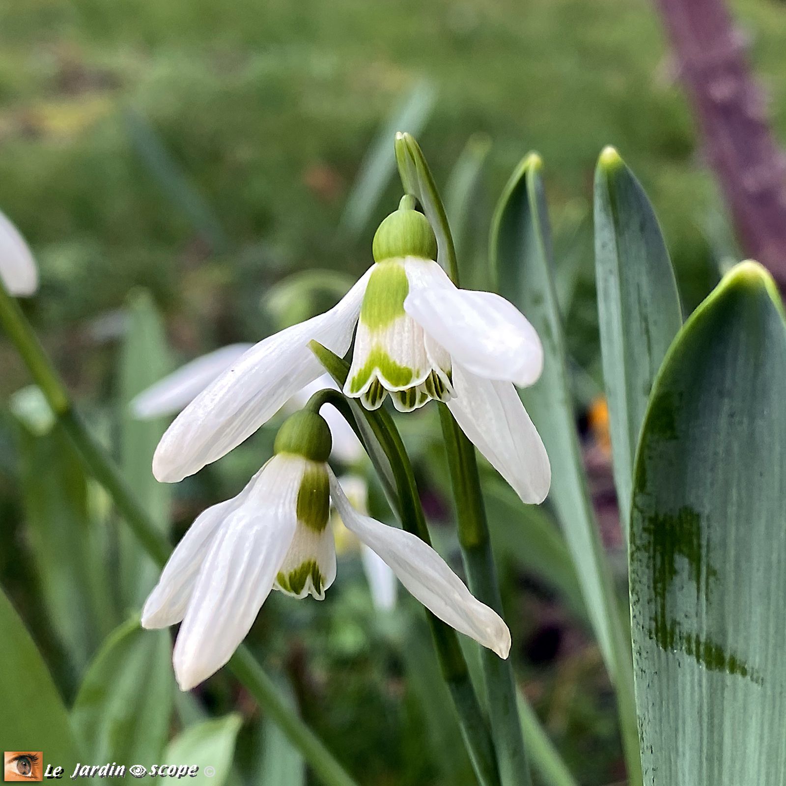 Perce neige - Galanthus nivalis