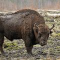 Réserve de bisons d’Europe dans le canton de Vaud : une première barrière tombe !