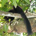 Des acteurs incontournables à Madagascar