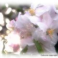 Fleurs d'un pommier en fin de journée