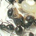 Aphaenogaster spinosa, Tome 8