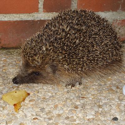 Tiens un petit visiteur !!!