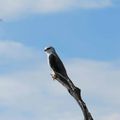 Oiseaux d'Afrique du Sud / Birds from South Africa