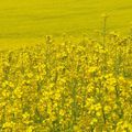 Colza dans le pré fleurissent,...