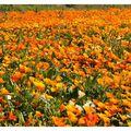 Champ de Fleurs