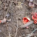 Champignons rouges ?