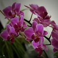 Orchidée ... Phalaénopsis