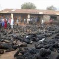 Génocide des Chrétiens au Nigeria ! Plus de 160 nouveaux morts !Des centaines de blessés !