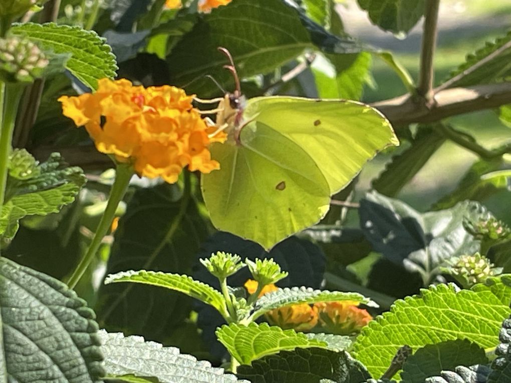 Mardi 23 sept 2025 Mon  diaporama :Flânerie au parc à Cébazat  c'était le 19 sept 2025 grand  soleil 