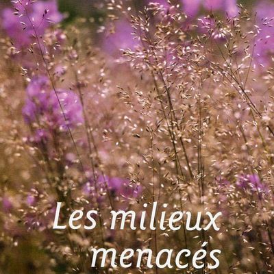 les mileux menacés