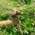 Faune locale #6 : Libellule flashée en Vendée ! 