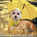 Une pluie de soupirs .....le moral est en berne