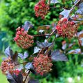 J'ai descendu dans mon jardin... (air connu)