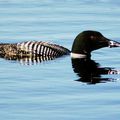 Plongeon huard