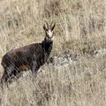 Chamois