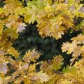 LES FEUILLES DE CHENES...
