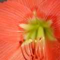 Amaryllis