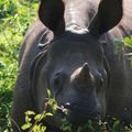 3-parc national du Chitwan (Nepal)