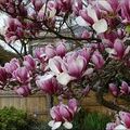 Magnolia for ever ... for ever Papa.