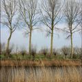 Une semaine à Duinbergen, la promenade de la Romboutswerve. 