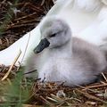 4 bébés cygnes sur 7 sont nés